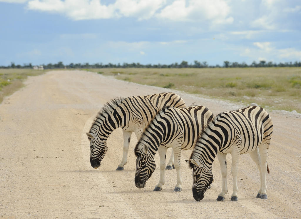 Etosha Village Okaukuejo Zewnętrze zdjęcie