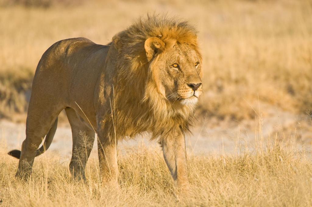 Etosha Village Okaukuejo Zewnętrze zdjęcie