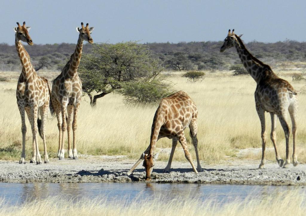 Etosha Village Okaukuejo Zewnętrze zdjęcie